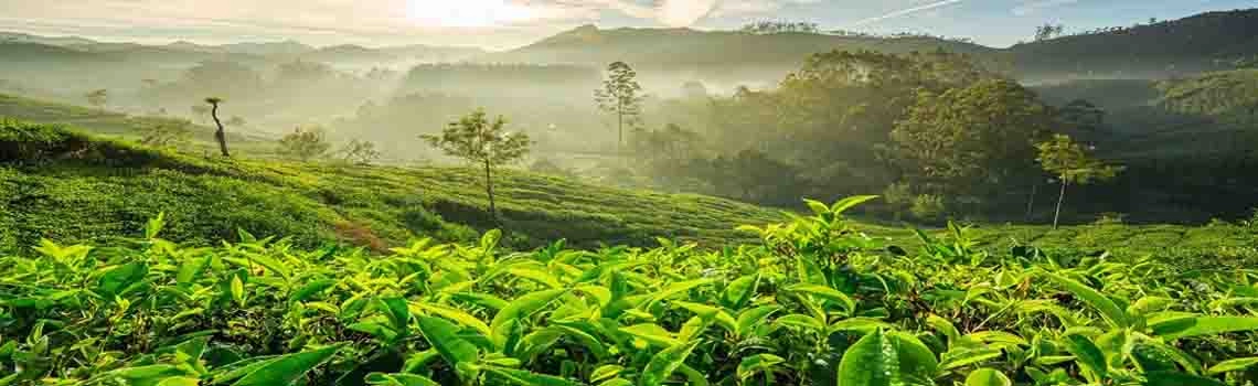 coffee-plantations