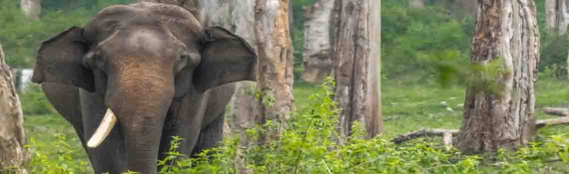 dubare-elephant-camp
