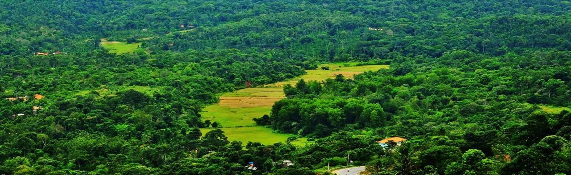 wellness-walks-in-coorg-connecting-mind-and-nature