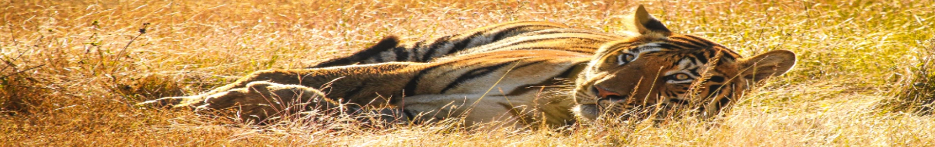 bandipura-1