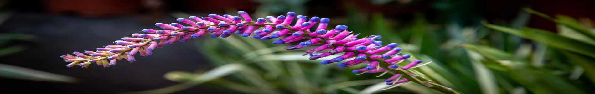 botanical-garden ooty