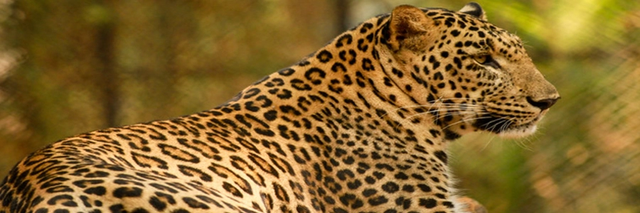 mysore-zoo