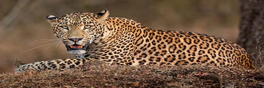 nagarahole-national-park