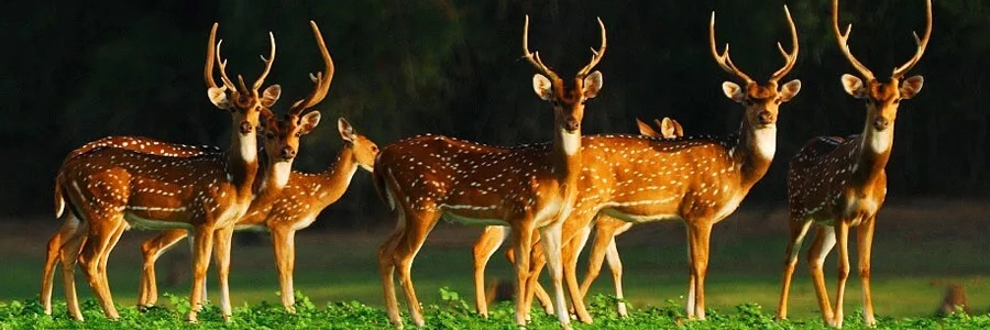nagarahole-park