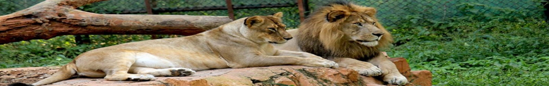 mysore-zoo