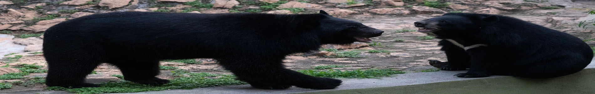 mysore-zoo