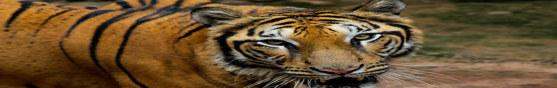 nagarahole-national-park