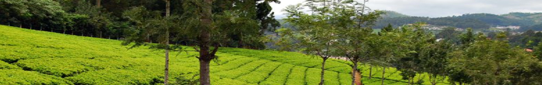tea-facory-1