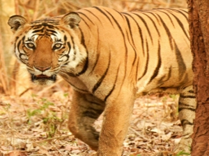 bandipura-2