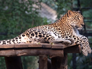 mysore-zoo
