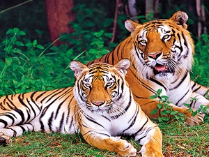 nagarahole-national-park