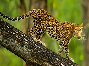 nagarahole-park