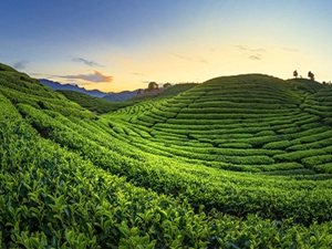 tea-facory-2